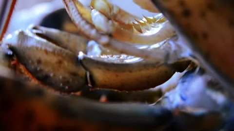 Lobster, extreme close up Stock Footage 33485912