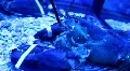 Lobster HD Footage