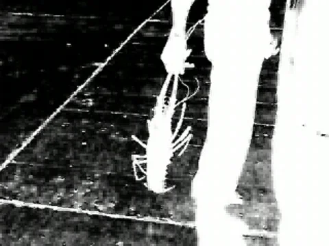 Lobster  Video stock 590261