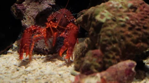Lobster 動画素材 1062332