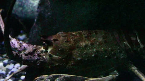 Lobster Stock Footage 10873874