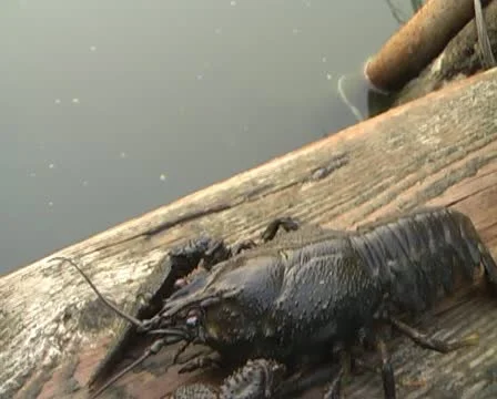 Lobster Stock Footage 10878004