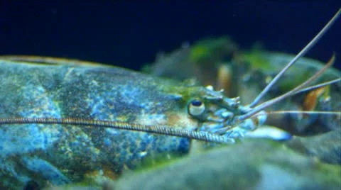 Lobster Video stock 10884027