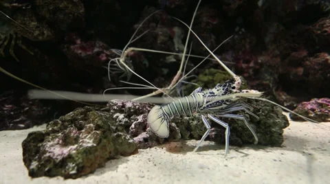Lobster Stock Footage 27744077