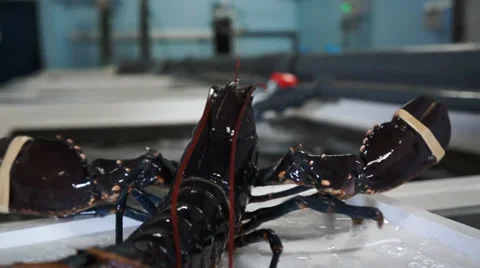 Lobster Stock Footage 32701960