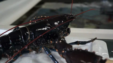 Lobster Stock Footage 32702679