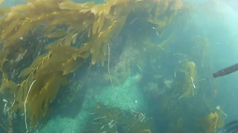 Lobster Stock Footage 40683414