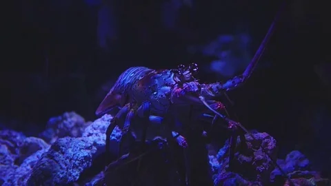 Lobster Stock Footage 83860922