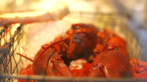 Lobster 스톡 동영상 105381170