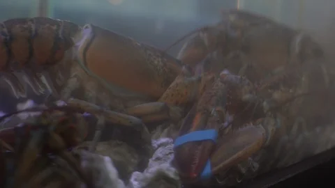 Lobster Stock Footage 123649114