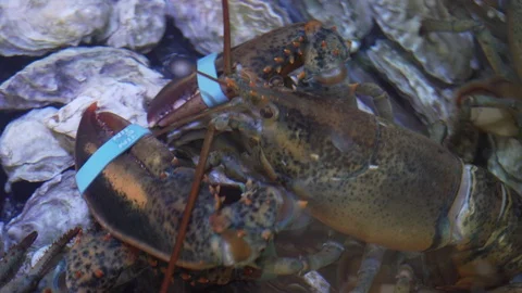Lobster Stock Footage 123649207