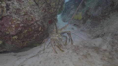 Lobster Stock Footage 297029261