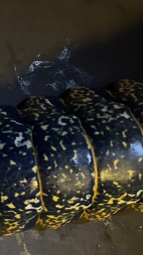 Lobster Stock Footage 333581108