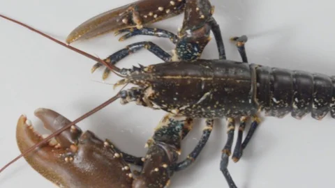 Lobster full hd 스톡 동영상 75229371