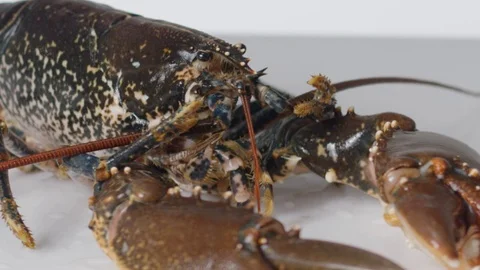 Lobster full hd slow motion 스톡 동영상 75229403