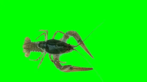Lobster (green screen) Stock Footage 8495113