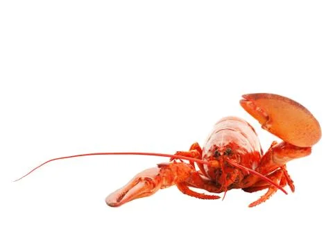 Lobster hello Stock Photos