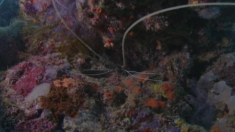 Lobster hides in the cavern on the reef and moves its antennas. Misool Stock Footage 346617212