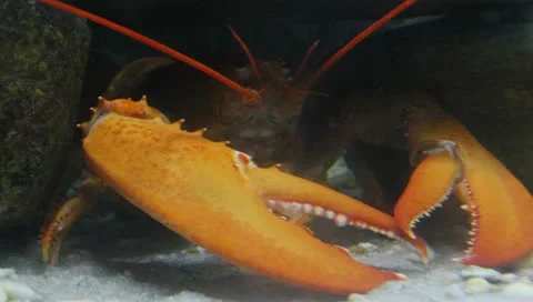 Lobster hiding Stock Footage 10763866