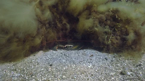 Lobster Hiding Stock Footage 114991474