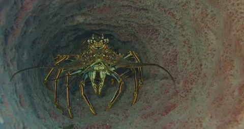 Lobster hiding out in large sponge Stock Footage 247676901