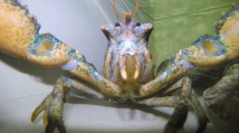 Lobster hunt for the camera Stock Footage 68988804