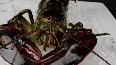 Lobster on the ice in the kitchen Stock Footage 243623692