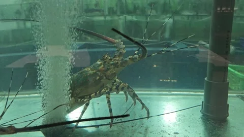A lobster inside aquarium Stock Footage 286919376