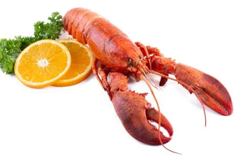 Lobster isolated Stock Photos