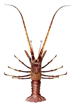 Lobster isolated on white background Stock Illustration