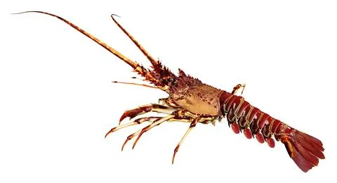 Lobster isolated on white background Stock Illustration