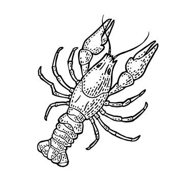 Lobster isolated on white background. Vector color vintage engraving イラスト素材