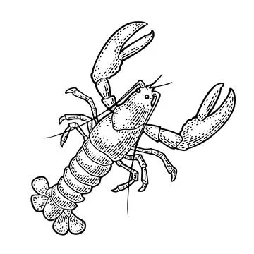 Lobster isolated on white background. Vector color vintage engraving Stock Illustration