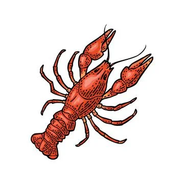 Lobster isolated on white background. Vector color vintage engraving Stockillustratie