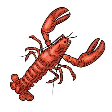 Lobster isolated on white background. Vector color vintage engraving Illustrazione stock