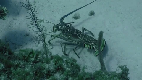 Lobster leaving reef. Stock Footage 85107114