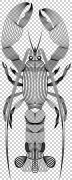 Lobster lineart Stock Illustration