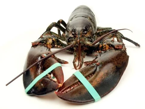 Lobster - live close up Stock Photos