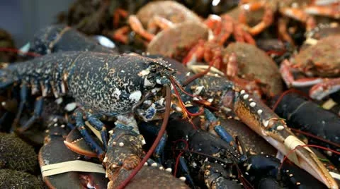 Lobster Live Stock Footage 10888161