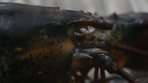 Lobster macro eye movement Stock Footage 92817951