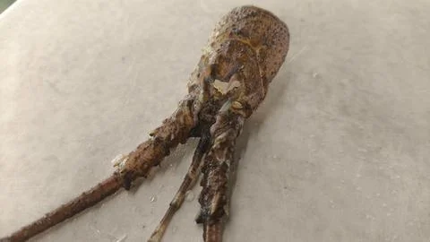 Lobster molting exoskeleton shell close-up Stock Photos