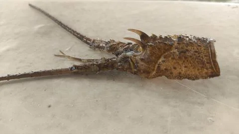 Lobster molting exoskeleton shell close-up Stock Photos