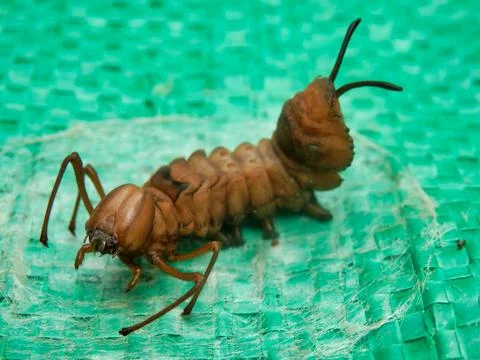 Lobster Moth Caterpillar. Stock Photos