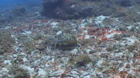 Lobster (on the move) Видео 948679