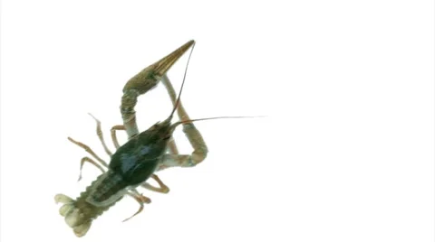 Lobster moves (white screen) Stock Footage 8509402