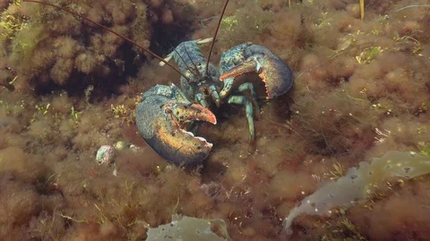 Lobster moving over reef Video stock 114993143