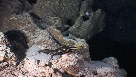 Lobster Moving Over The Rocks In A Cave Stock Footage 300444510