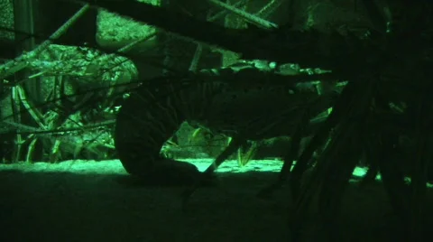Lobster Nest  Видео 291613