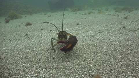 Lobster on ocean floor Stock Footage 171287991