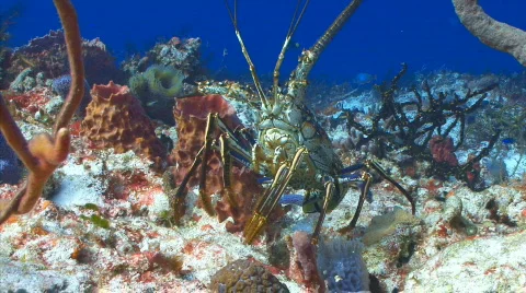 Lobster out in open SR wall Stock Footage 721765
